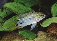 Apistogramma borelli