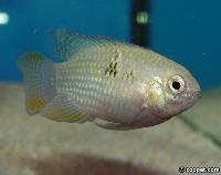 Laetacara dorsigera