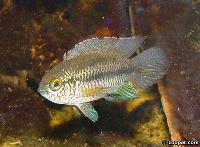 Nannacara anomala