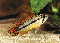 Apistogramma cacatuoides