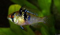 Mikrogeophagus ramirezi (hona)