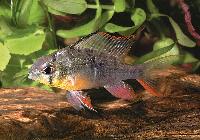 Mikrogeophagus altispinosus