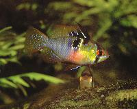 Mikrogeophagus ramirezi