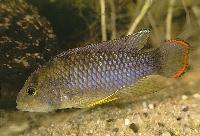 Apistogramma nijsseni