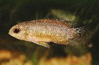 Nannacara anomala