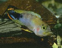 Apistogramma panduro