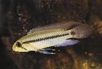 Apistogramma pertensis