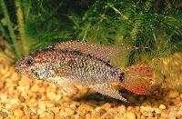 Apistogramma viejita