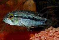 Apistogramma inconspicua
