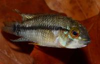 Apistogramma inconspicua
