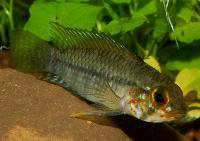 Apistogramma inconspicua
