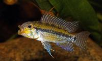 Apistogramma allpahuayo