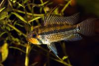 Apistogramma allpahuayo