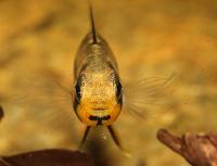 Apistogramma allpahuayo