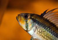 Apistogramma allpahuayo