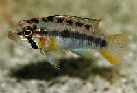 Apistogramma huascar