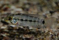 Apistogramma resticulosa