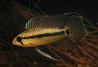 Apistogramma velifera