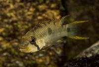 Apistogramma pantalone