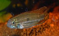 Apistogramma mendezi