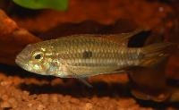 Apistogramma mendezi