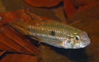 Apistogramma mendezi