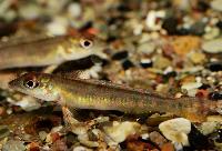Teleocichla prionogenys