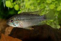 Apistogramma commbrae