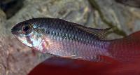 Apistogramma commbrae