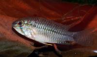 Apistogramma commbrae
