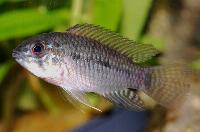 Apistogramma commbrae