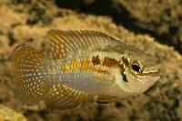 Laetacara araguaiae