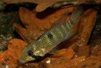 Apistogramma hippolytae