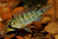 Apistogramma hippolytae
