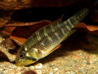Apistogramma hippolytae