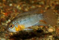 Apistogramma linkei