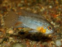 Apistogramma linkei