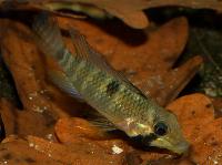 Apistogramma hippolytae