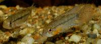 Apistogramma linkei