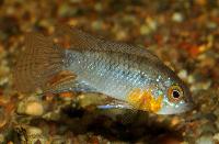 Apistogramma linkei