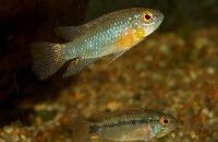 Apistogramma linkei