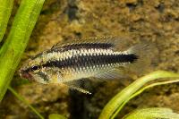Apistogramma sp. 'Wilhelmi'