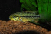 Apistogramma alacrina