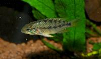 Apistogramma alacrina