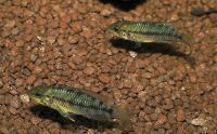 Apistogramma alacrina