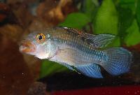 Apistogramma guttata