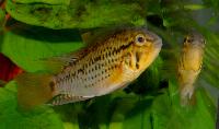Apistogramma guttata