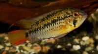 Apistogramma guttata