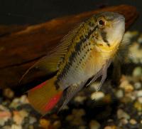 Apistogramma guttata