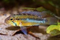 Apistogramma atahualpa